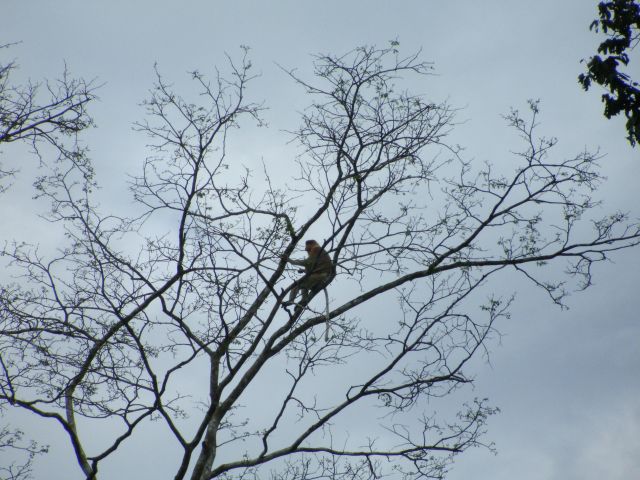 proboscis monkey2