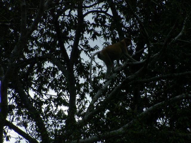 proboscis monkey5