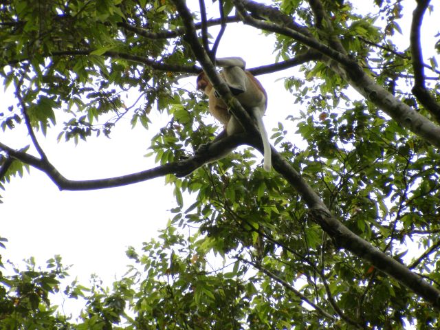 proboscis monkey6