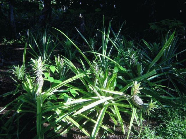 res_pineapples.jpg