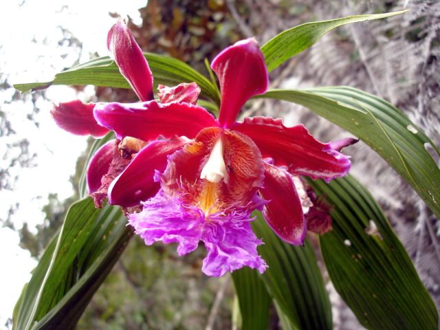 huayna_picchu_orchids3.jpg