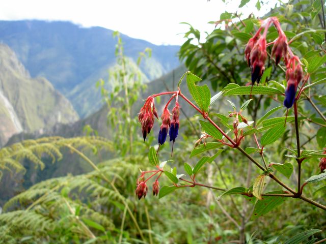 huayna_wildflower10.jpg
