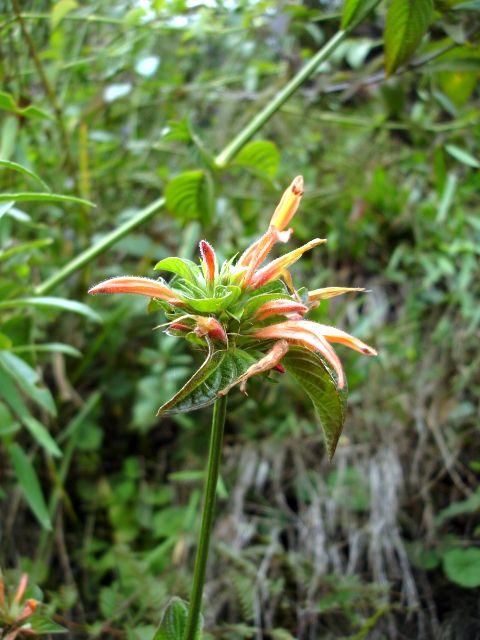 huayna_wildflower11.jpg
