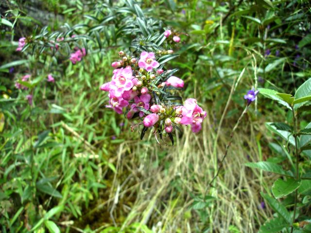 huayna_wildflower2.jpg
