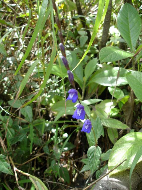 huayna_wildflower3.jpg