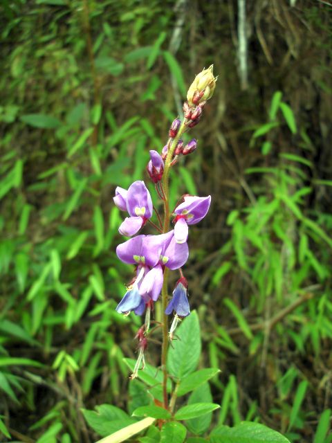 huayna_wildflower5.jpg