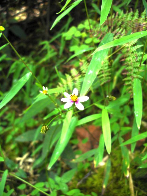 huayna_wildflower6.jpg