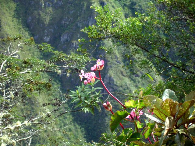 huayna_wildflower7.jpg