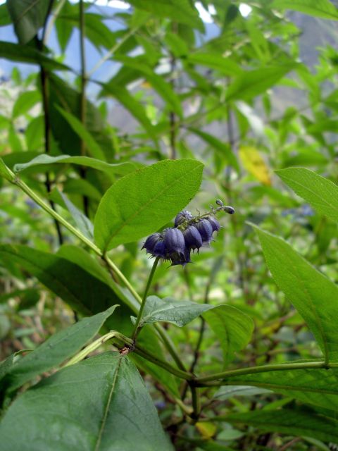 huayna_wildflower8.jpg