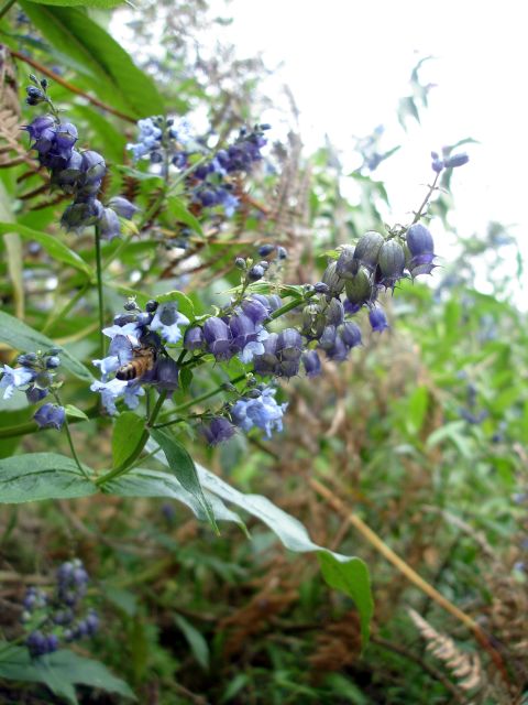 huayna_wildflower9.jpg