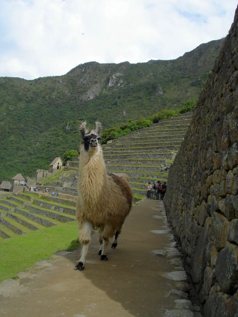llama_muppet.jpg