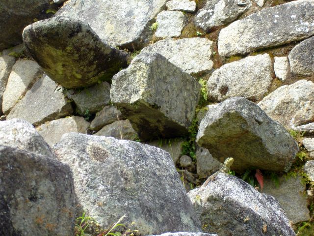 machu_picchu_lizard2.jpg