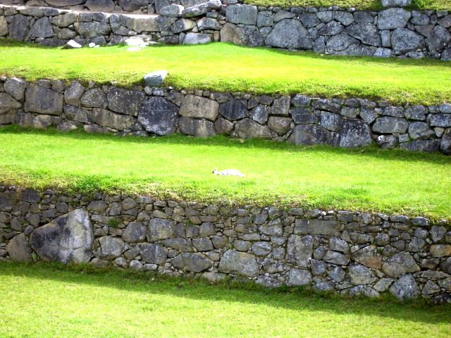 sleeping_llamita.jpg