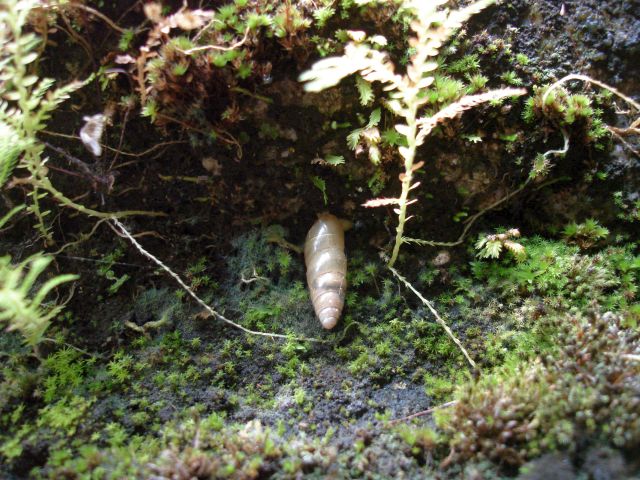 snail.jpg
