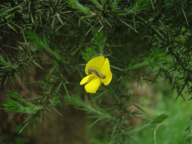 res_caterpillar_gorse.jpg
