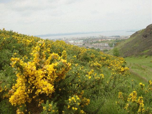 res_gorse.jpg