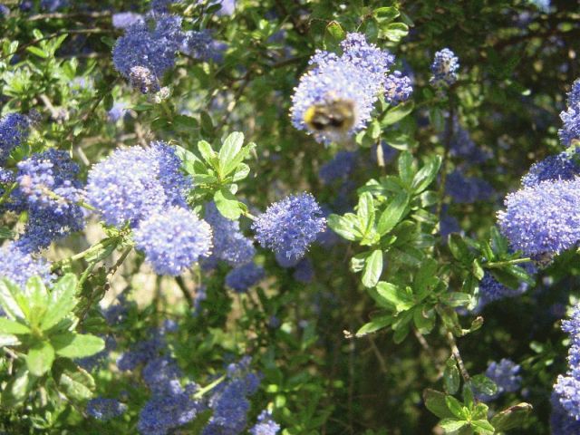 res bee on flower