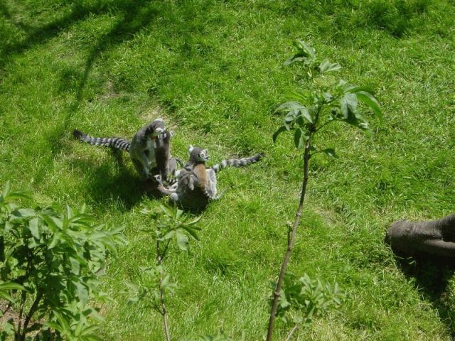 res lemur family