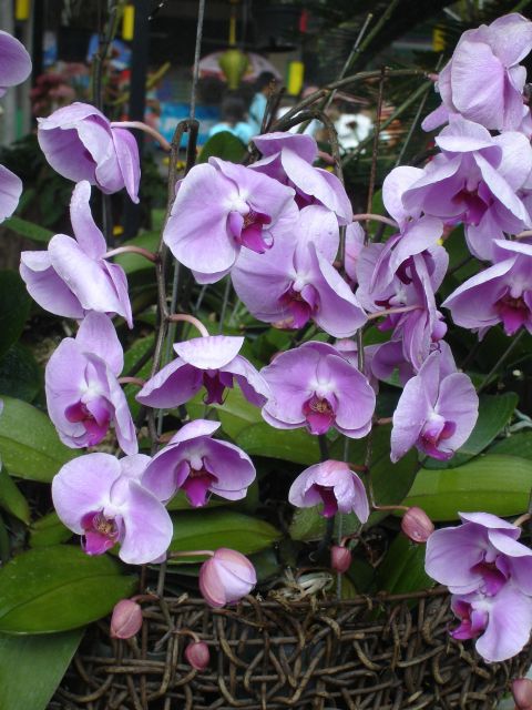 purple_new_year_orchids.jpg