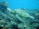 Sea Turtle, Sipadan, Malaysia