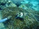 Cuttlefish