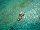 Flamboyant cuttlefish