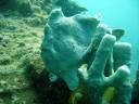 Frog Fish