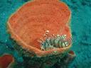 Lionfish