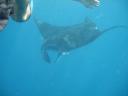 Manta Ray