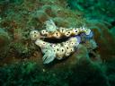 Nudibranches