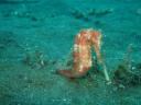 Seahorse